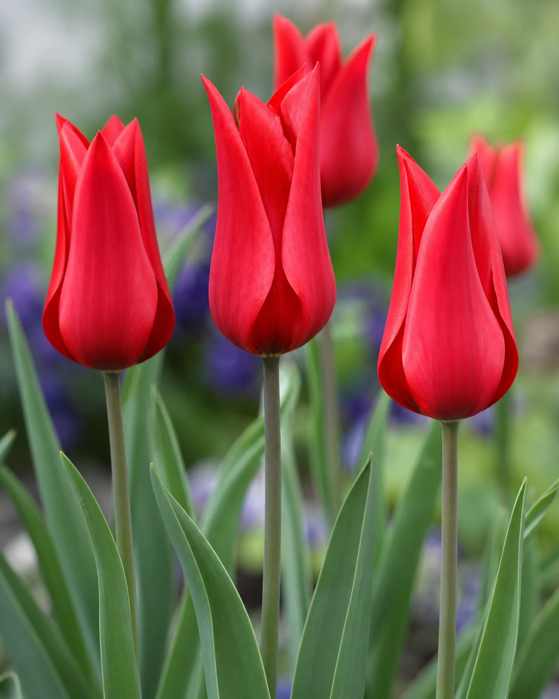 Tulipán Red Street