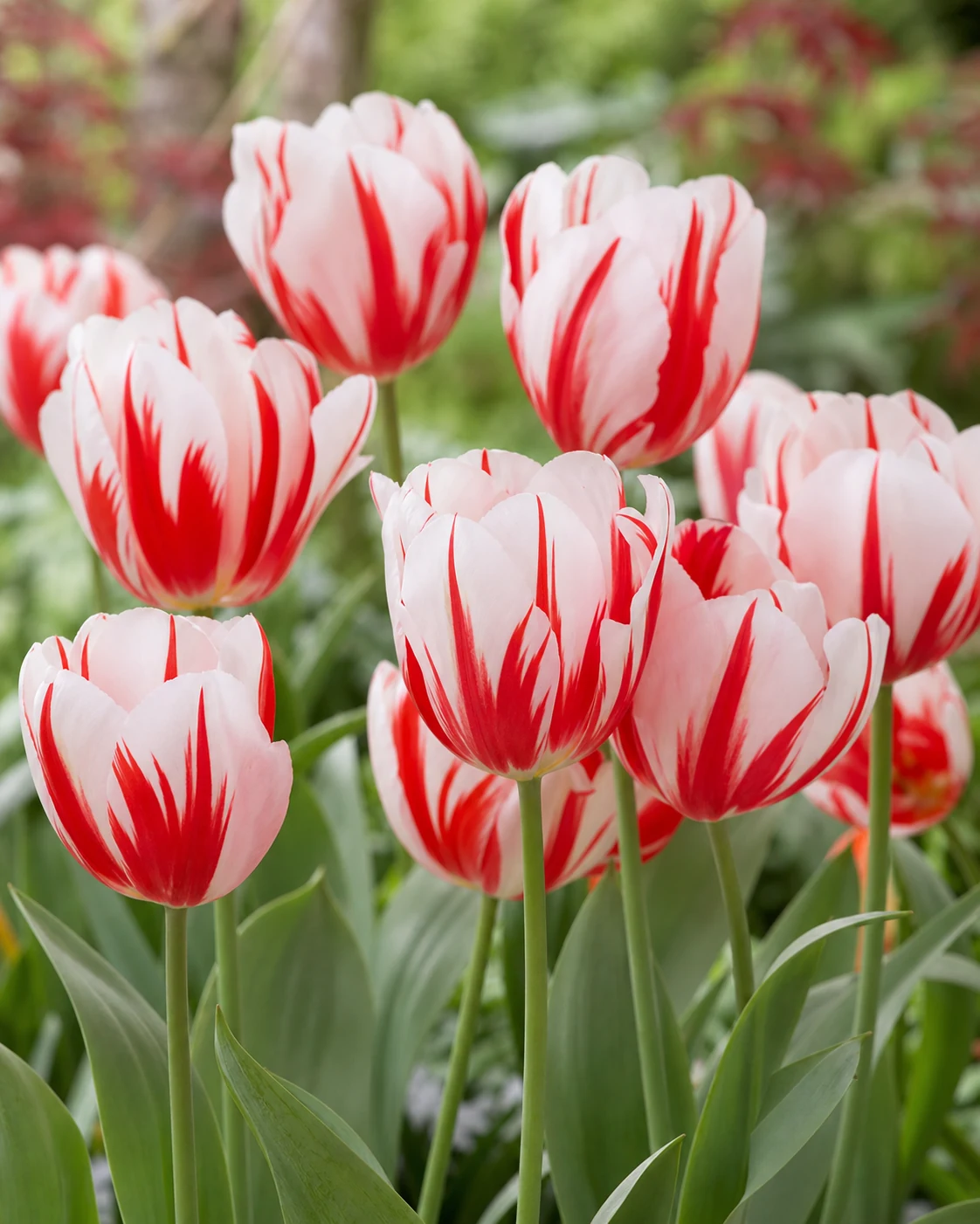 Tulipán Spryng Break
