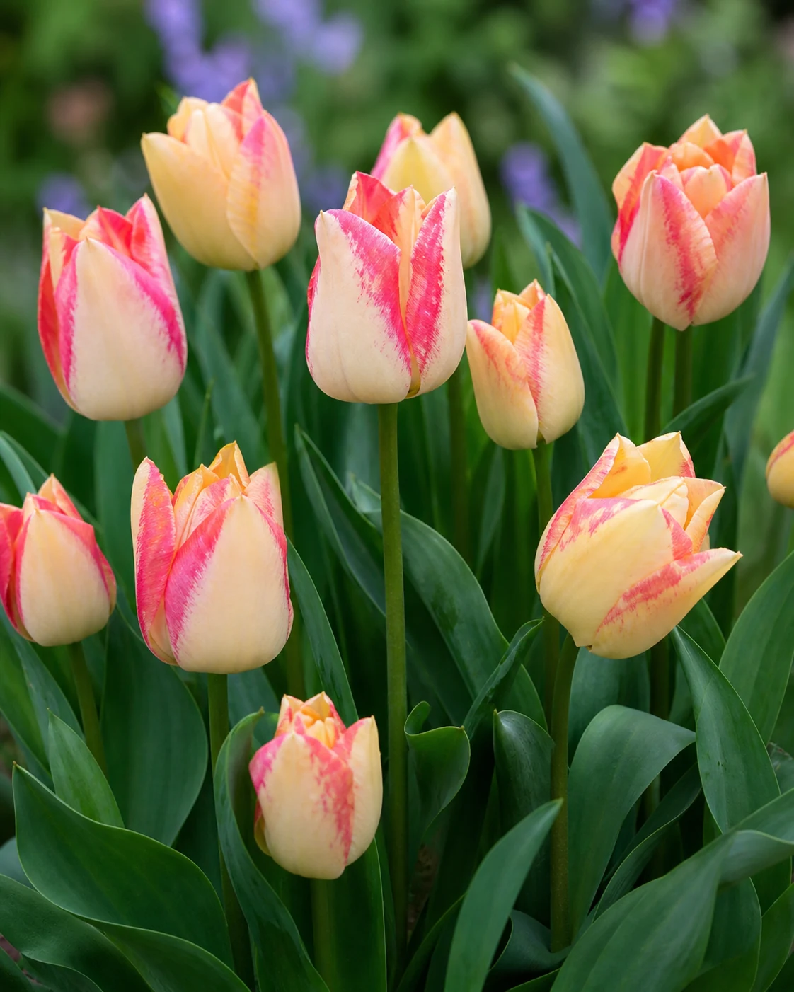 Tulipán Spryng Sunrise