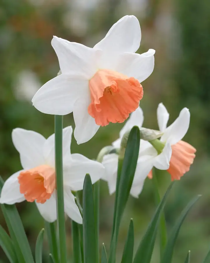 Narcis Accent