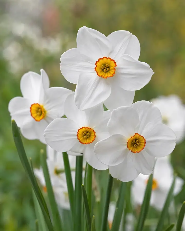Narcis Actaea