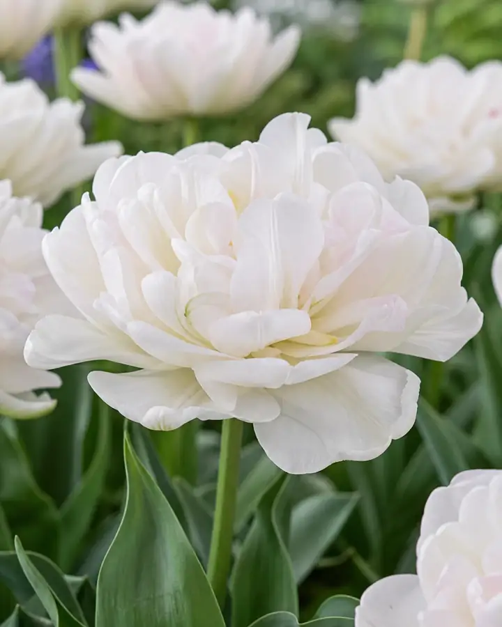 Tulipán Cotton Candy