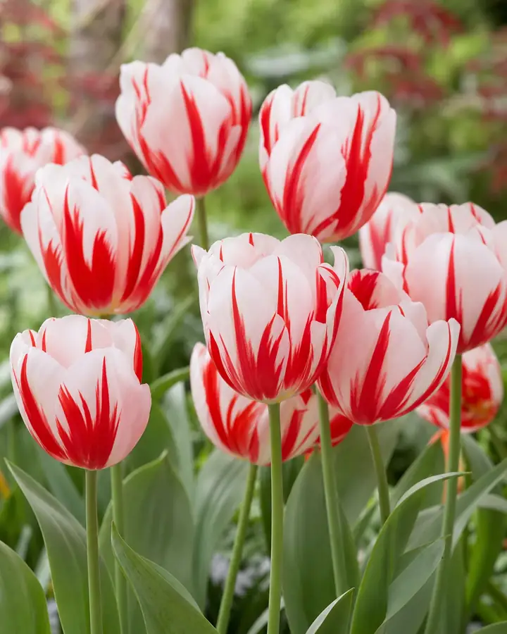 Tulipán Spryng Break