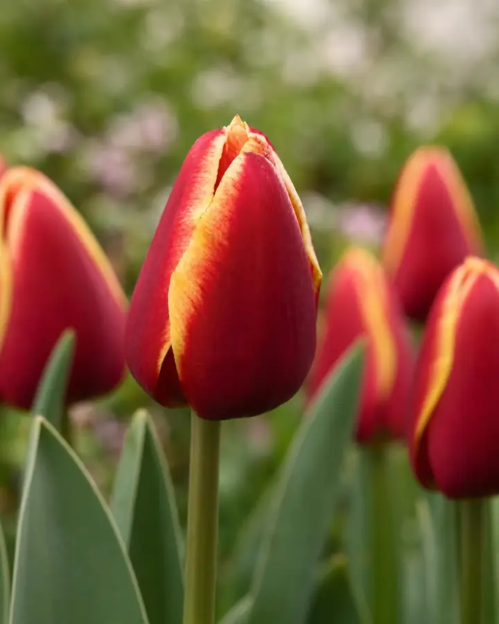 Tulipán Striker